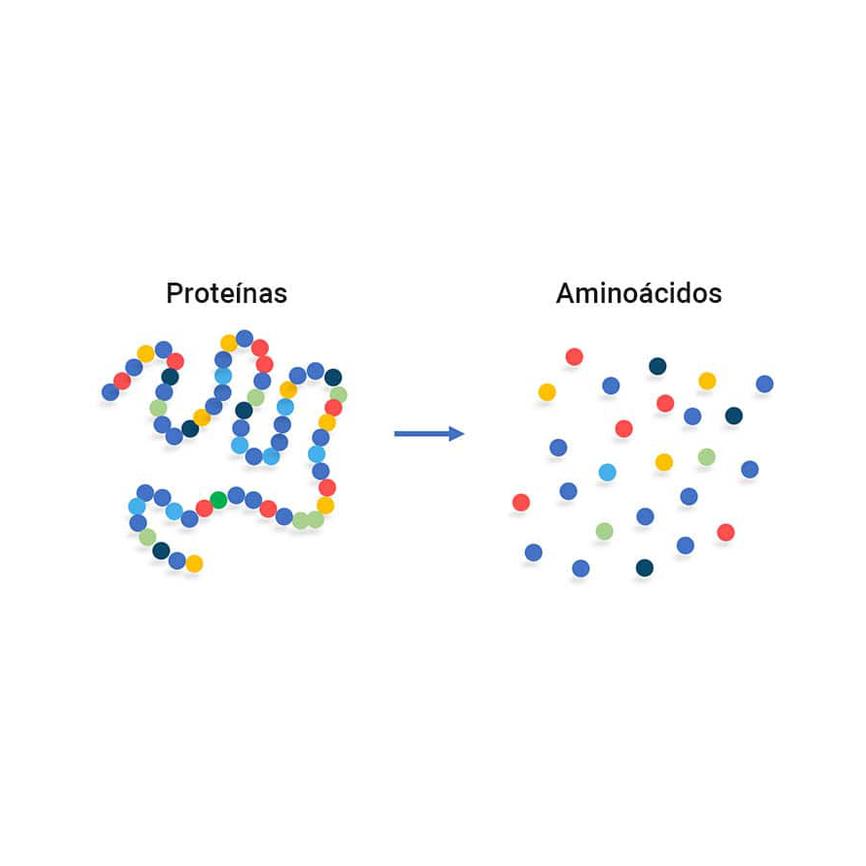 AMINOÁCIDOS Y PROTEÍNAS